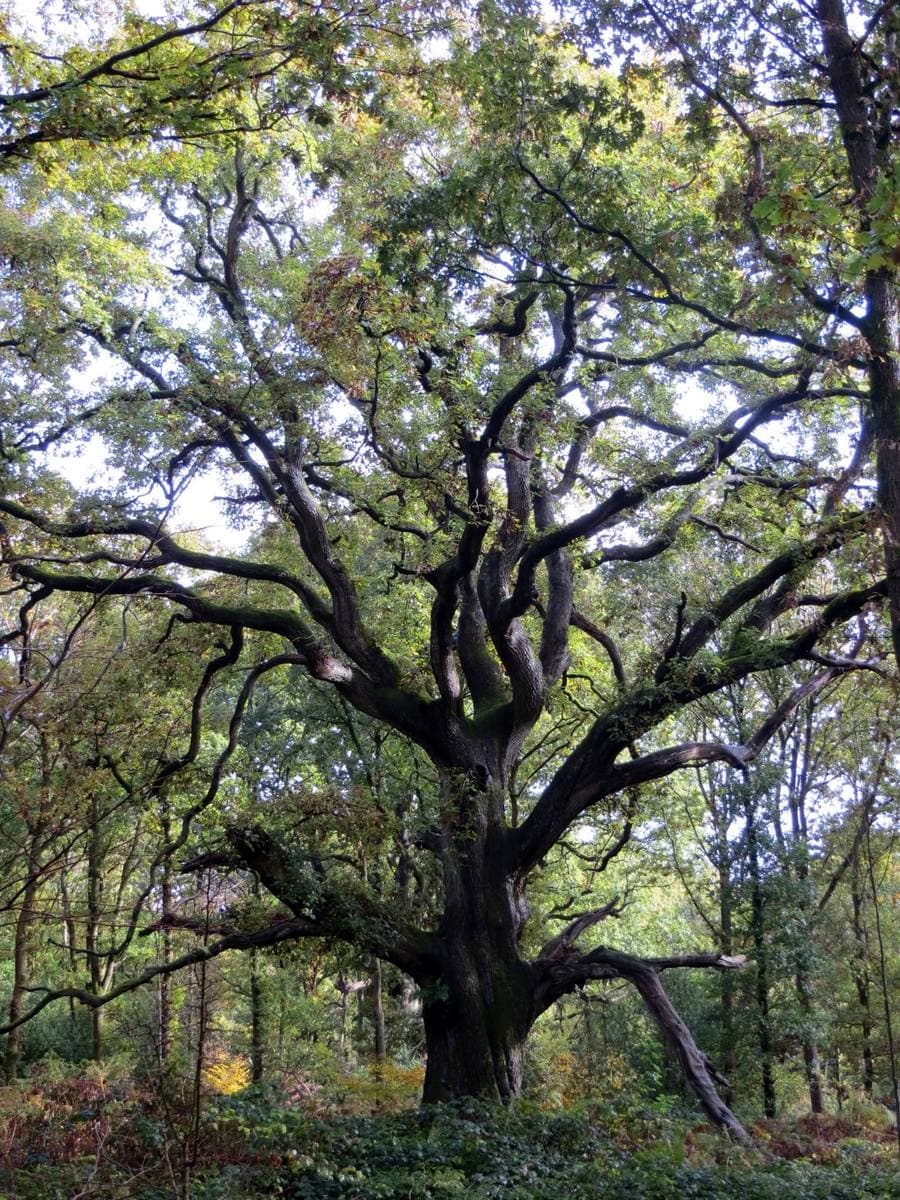 A broad old oak with spreading limbs in woodland