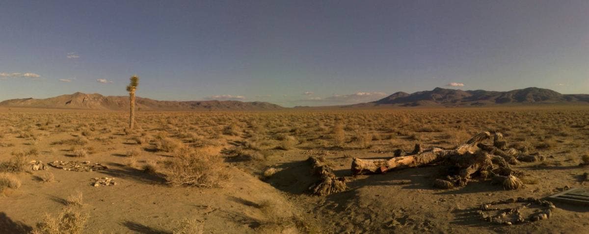 A fallen Joshua tree lying on open desert, a single standing tree far behind it
