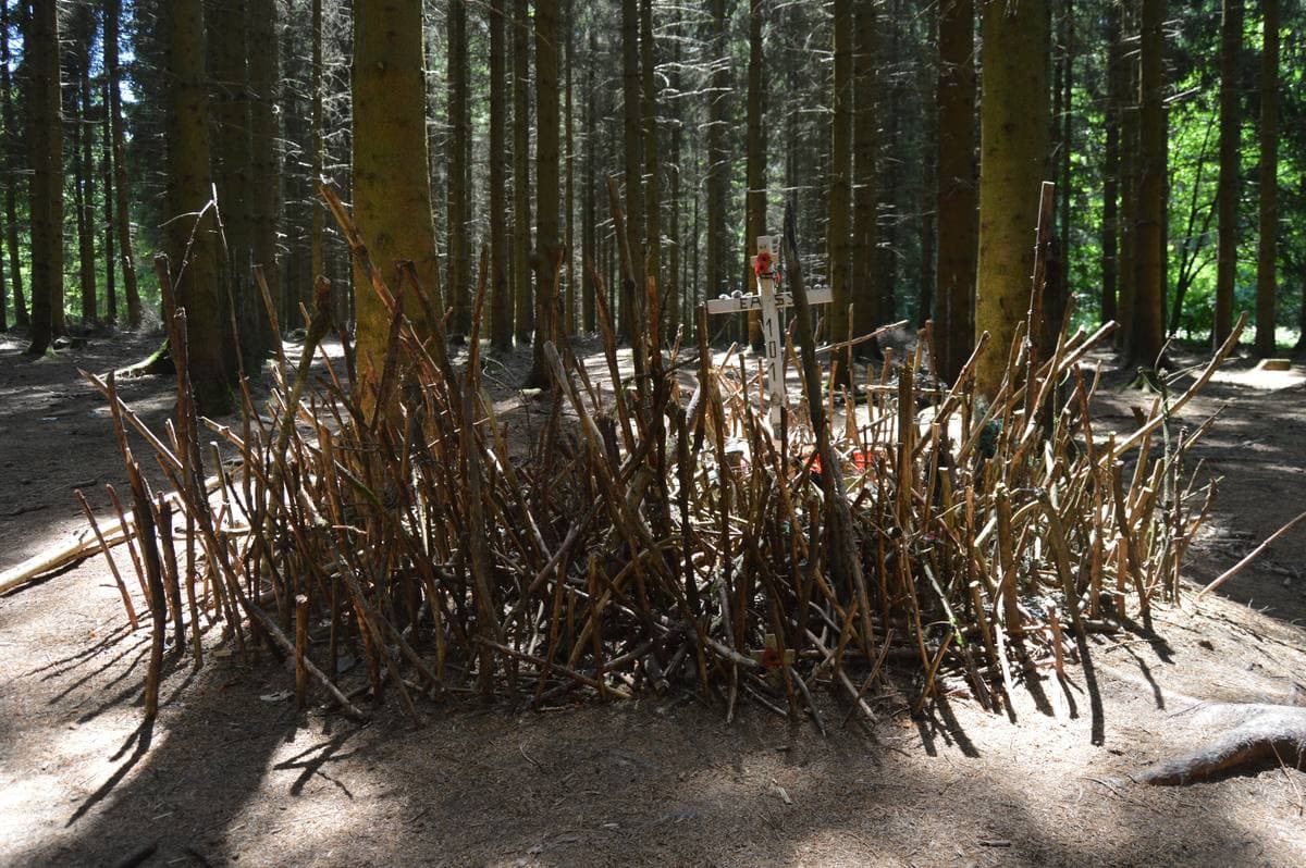 Pine trunks and a dip in the forest floor