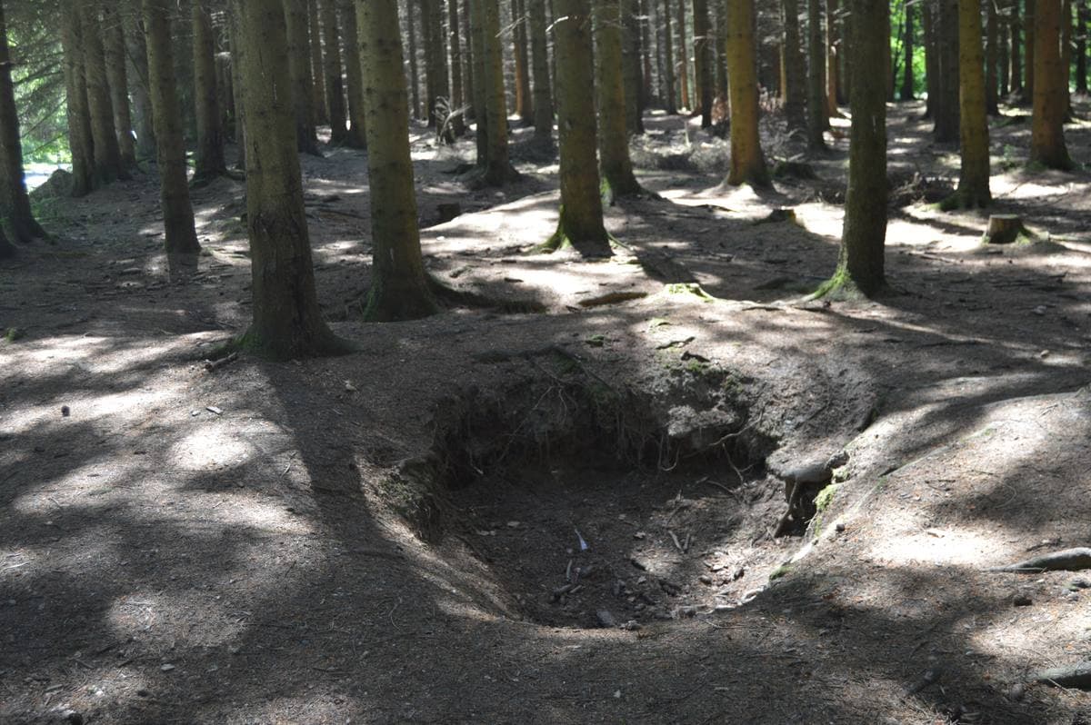 Shallow hollows among tall pines in a wood