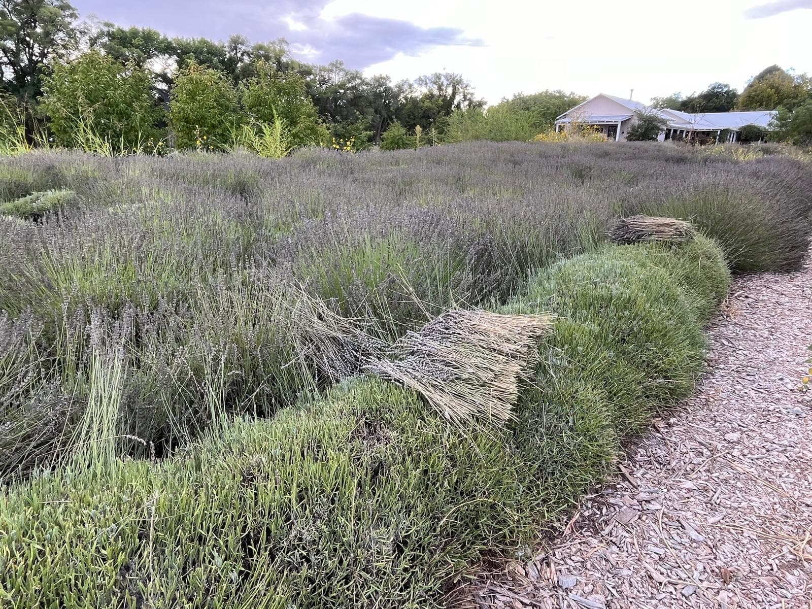 Rows of lavender in front of farm buildings and trees