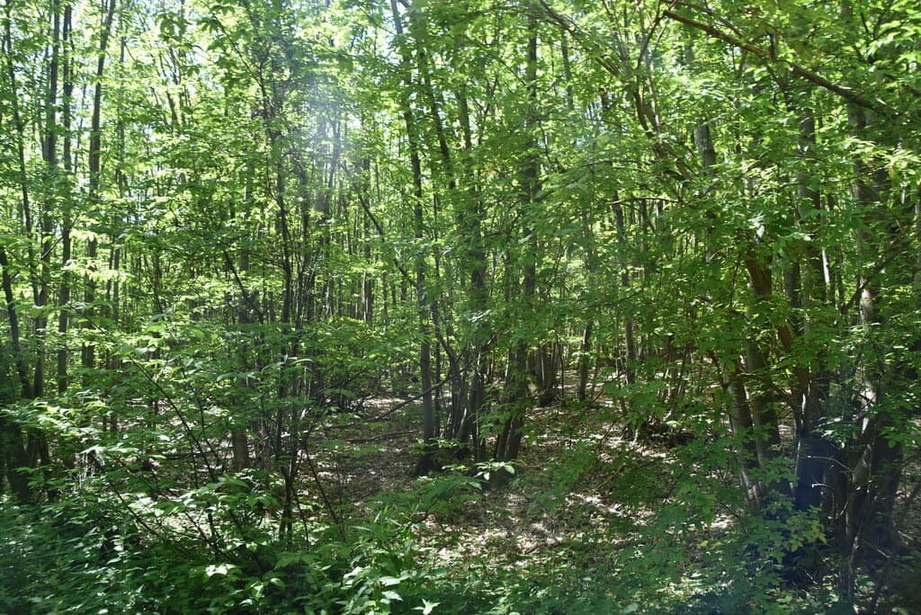 Sunlit young woodland with a path through green undergrowth