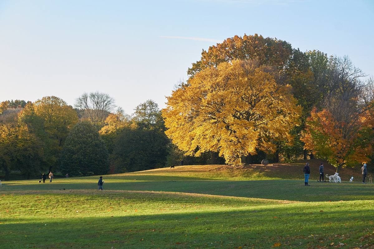 A wide misty meadow edged with autumn trees in early morning light