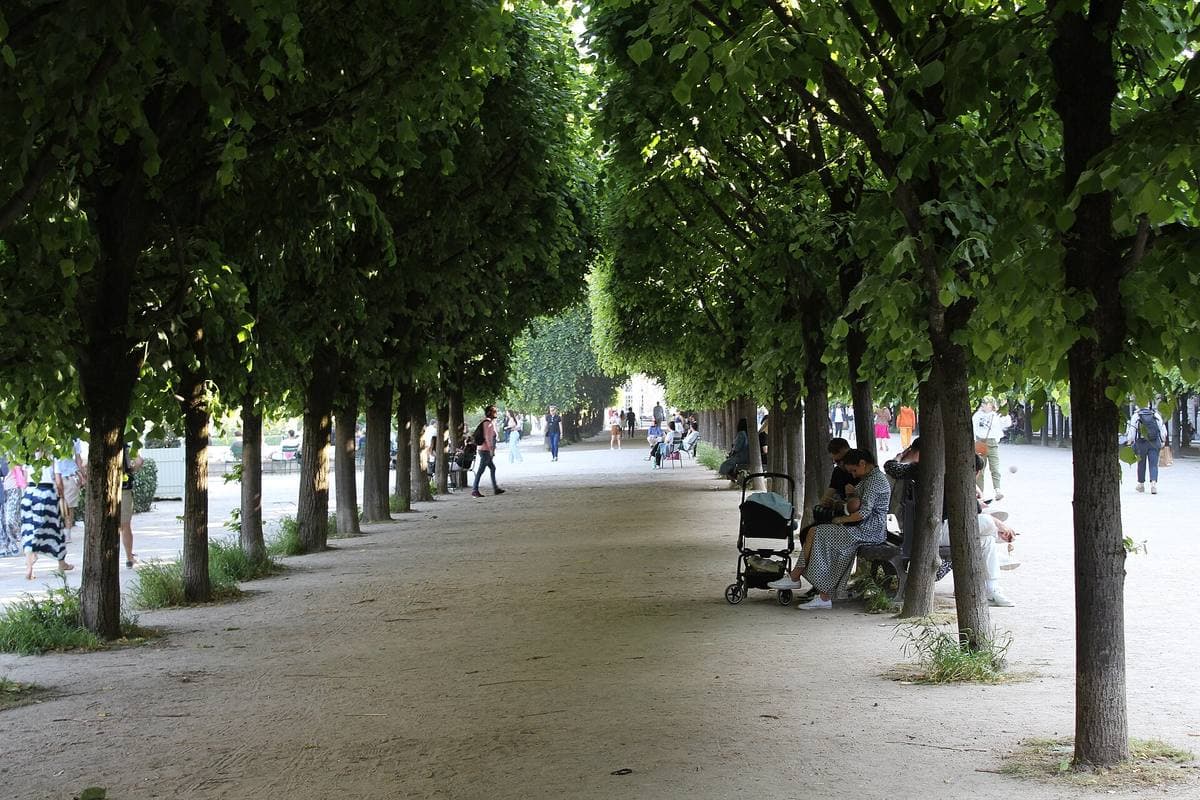 Rows of clipped trees over a gravel path in a garden