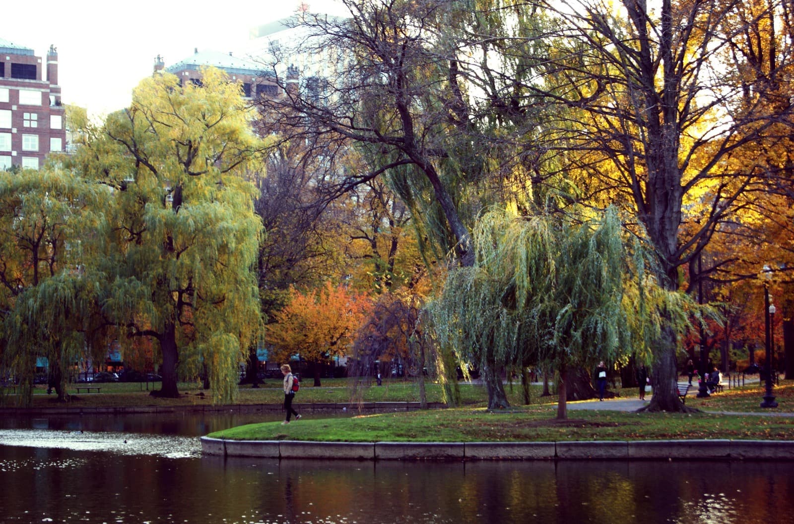 Willows and autumn trees round the lagoon in the Boston Public Garden