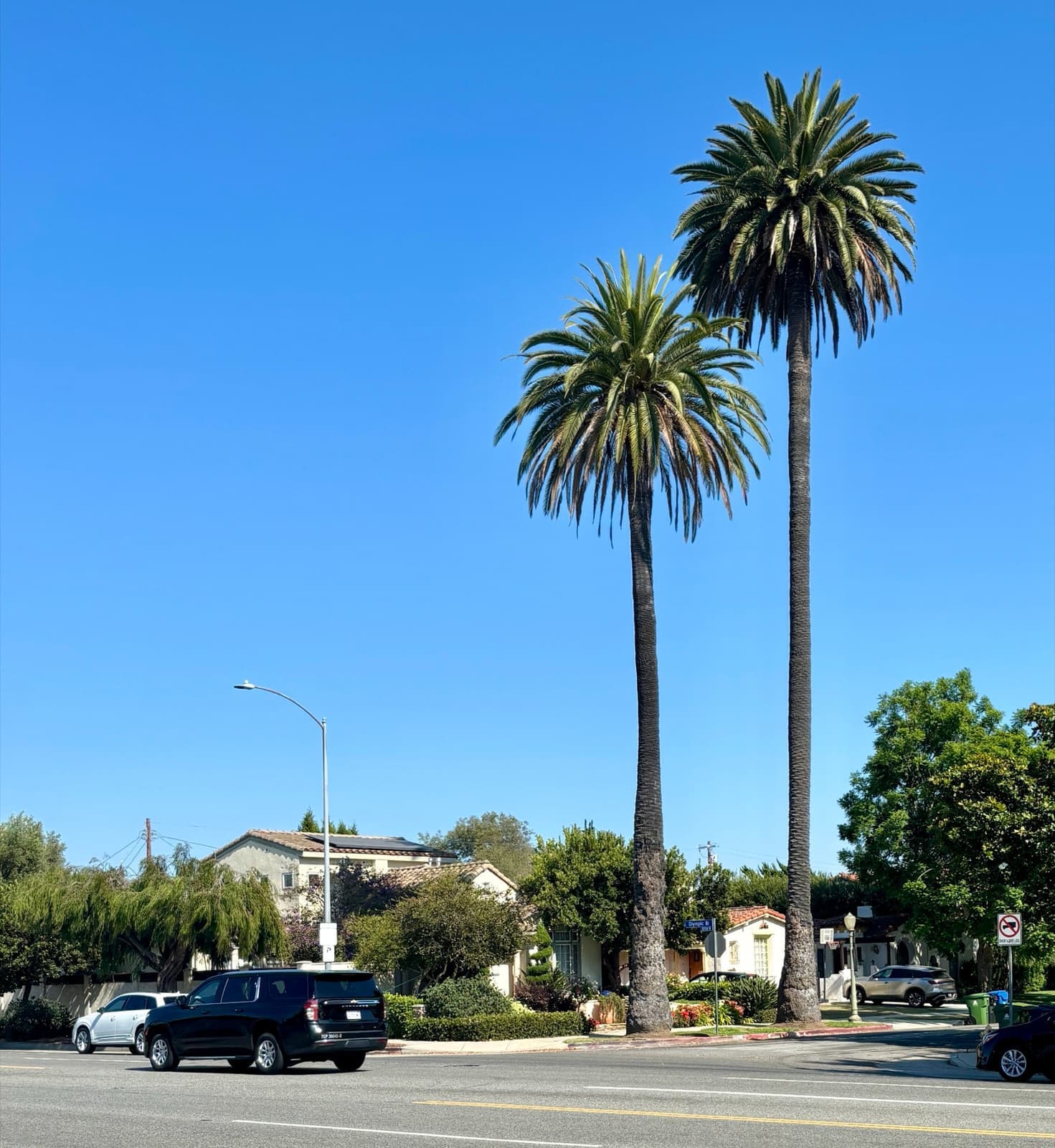 Palm trees along a wide stretch of Pico Boulevard under a clear sky