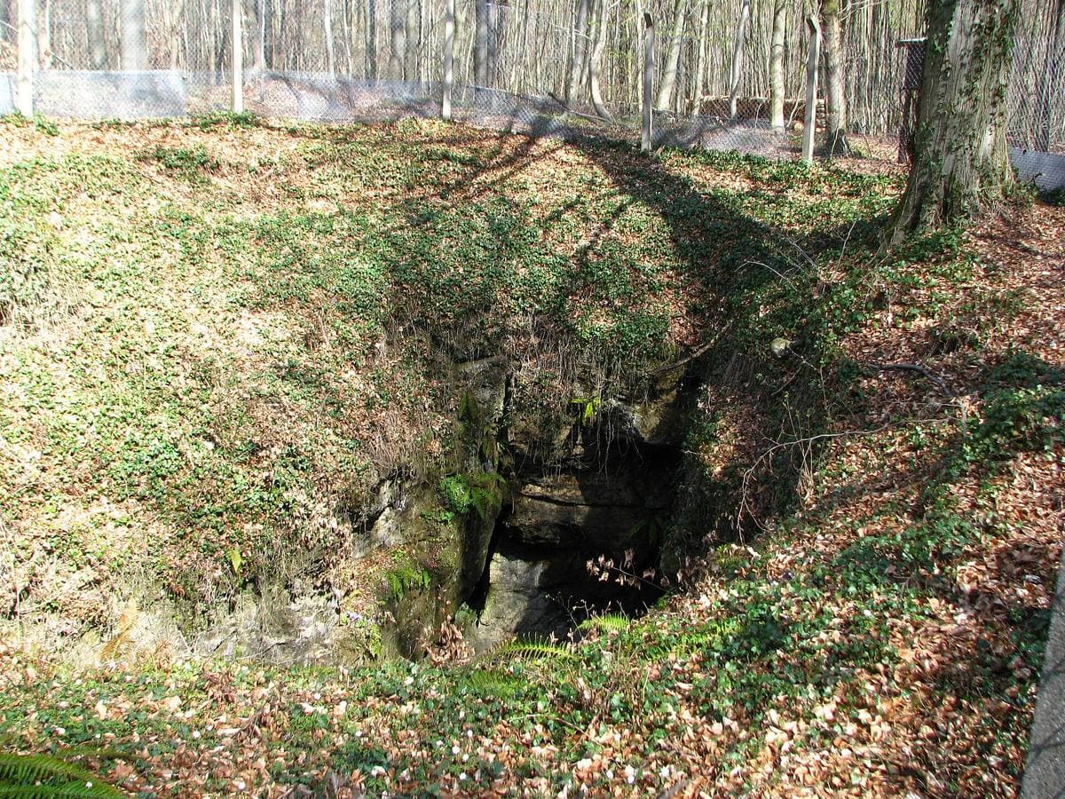 A dark hole in a mossy, leaf-covered hollow among beech trees
