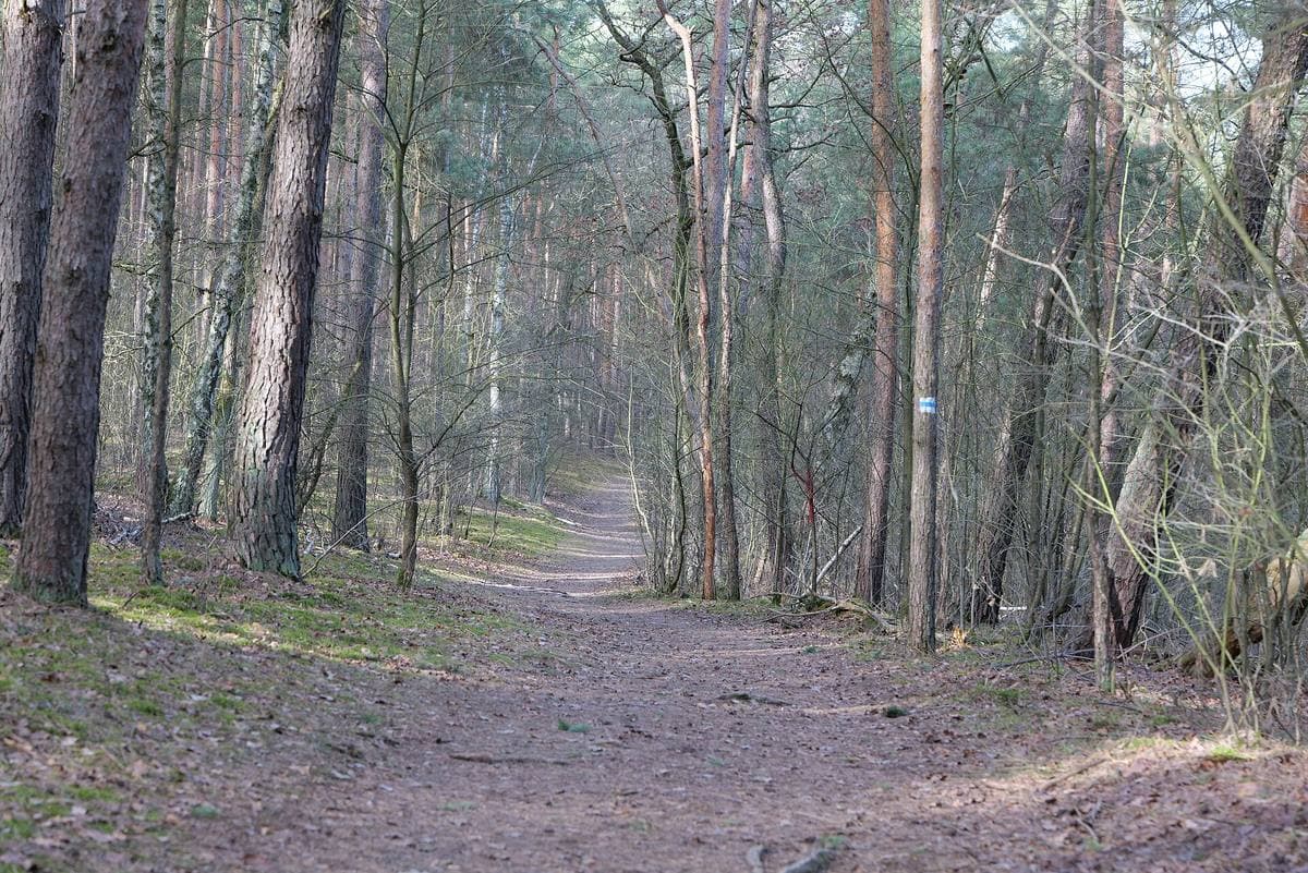 A sandy track running straight between tall pines and birches