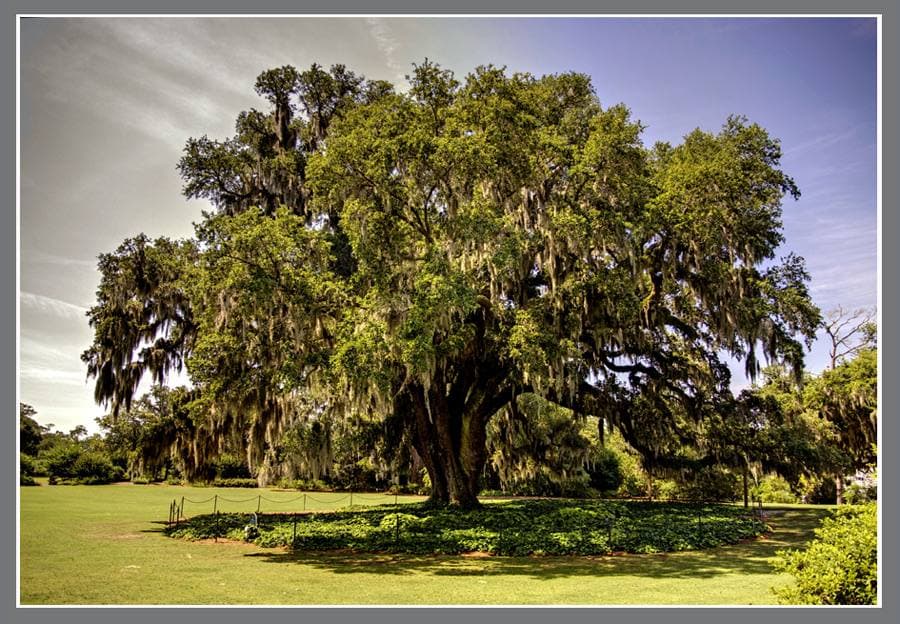 A huge spreading live oak hung with moss in Airlie Gardens