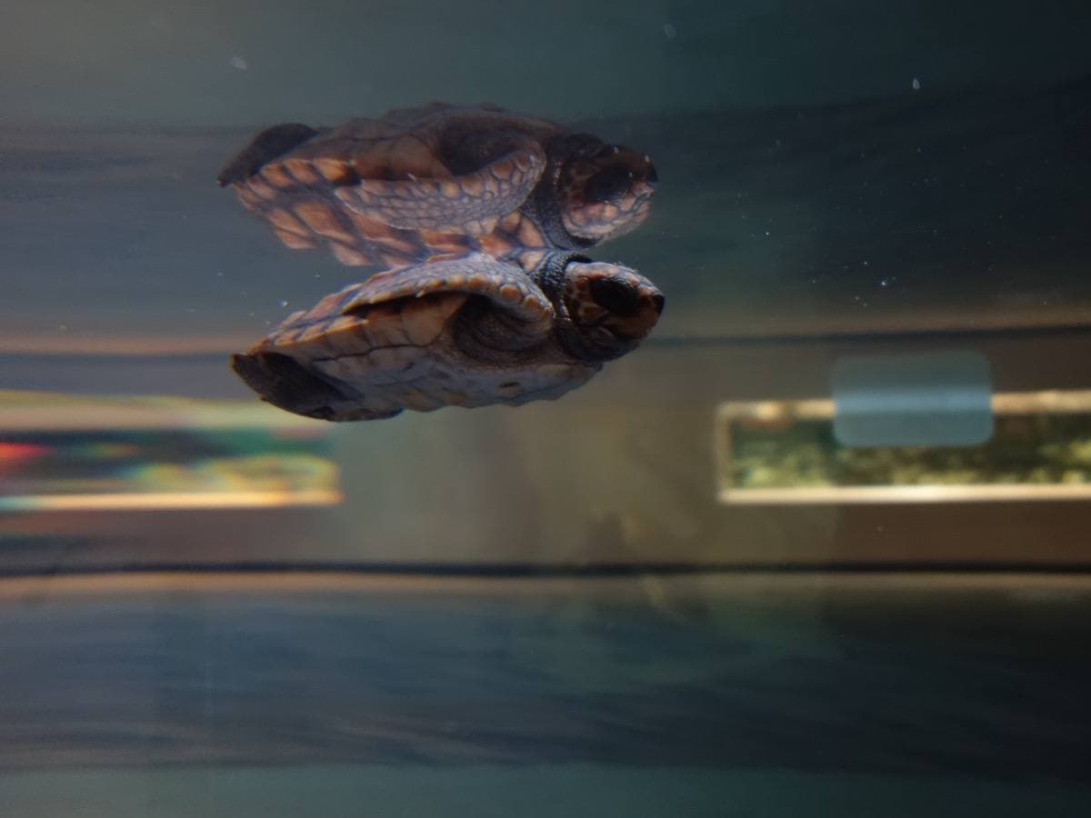 A sea turtle swimming in a large aquarium tank