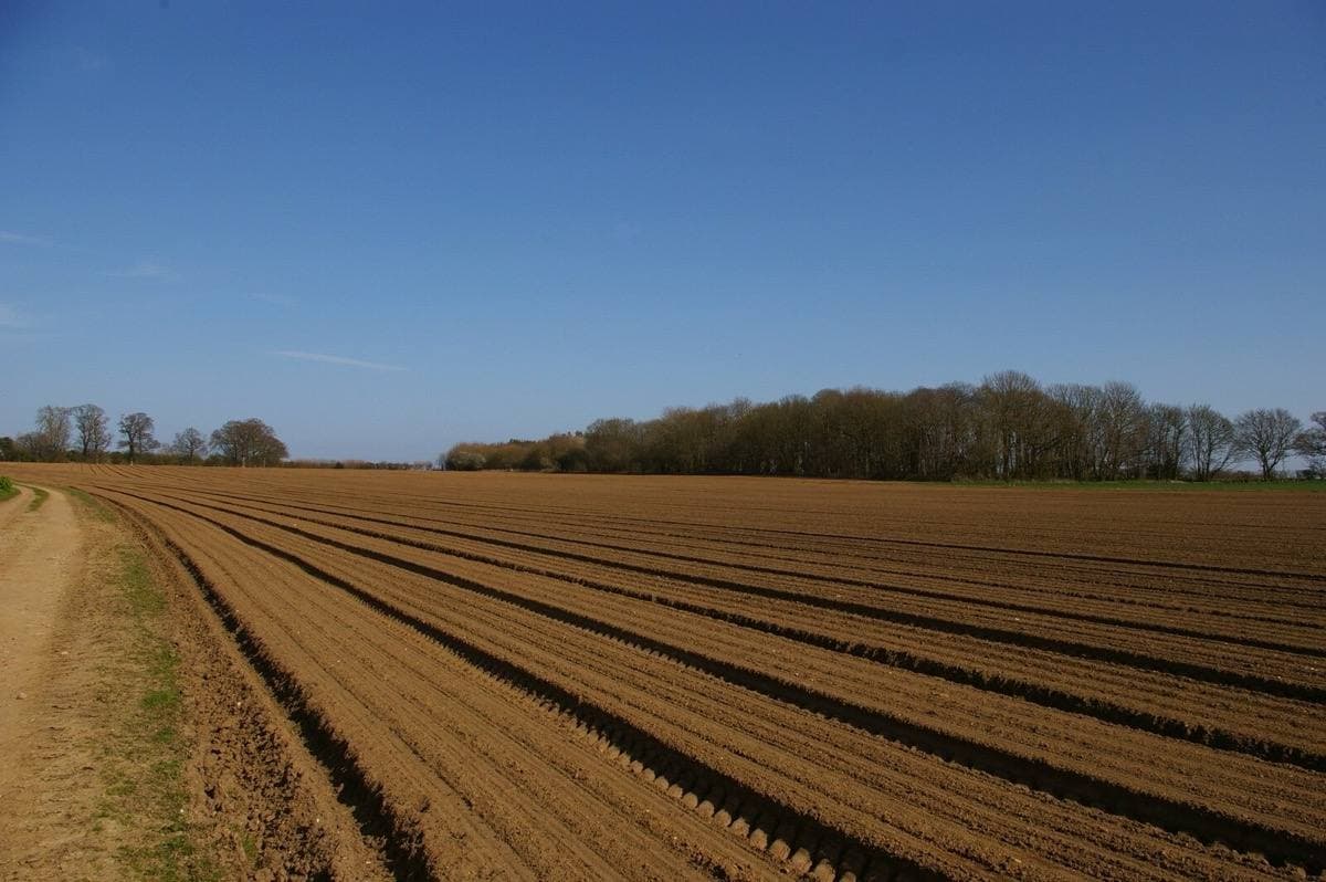 Long straight furrows of brown earth running to a line of trees under a blue sky