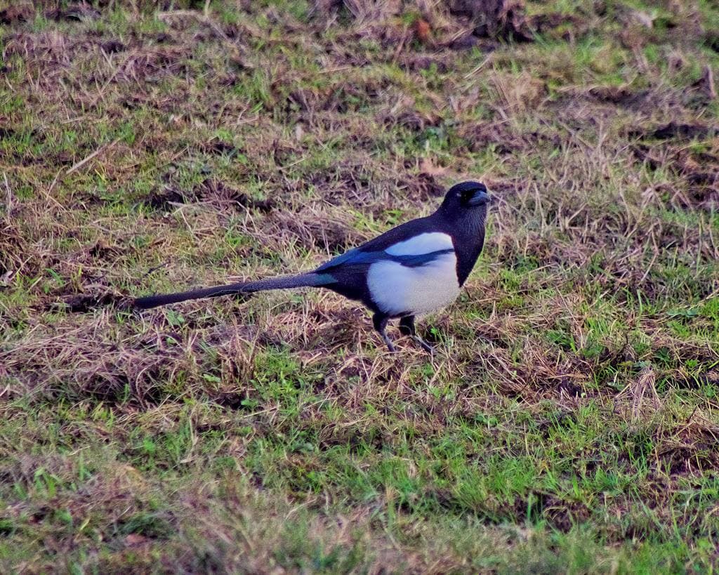 A black and white magpie with a long tail on patchy grass