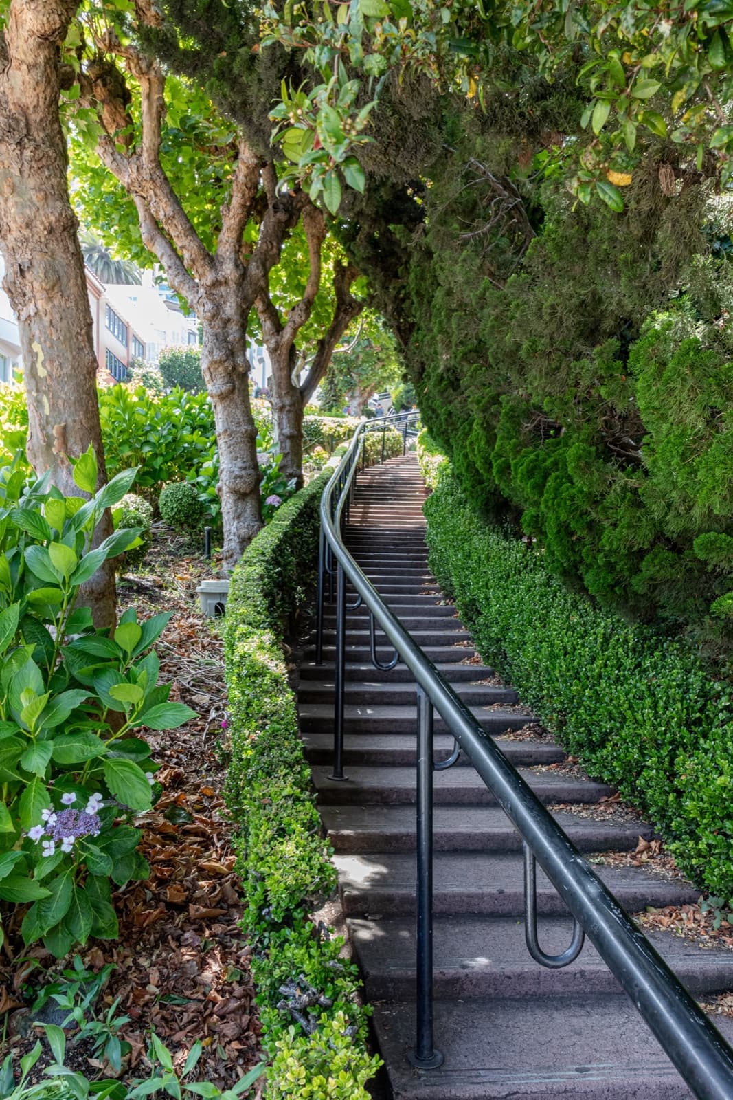 Brick switchbacks between flowering hedges on a steep hill, stairs running down beside them