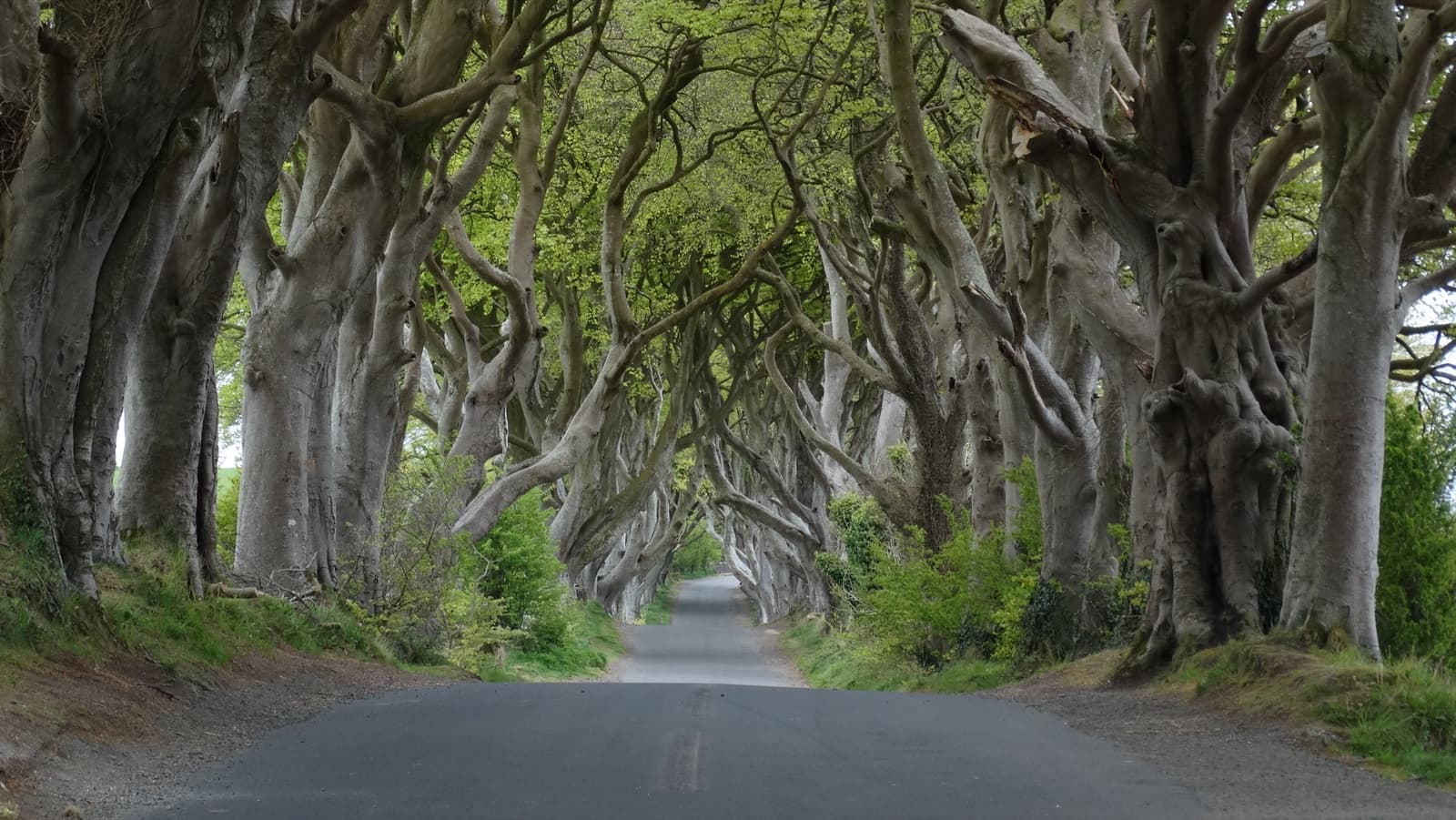 A fuller avenue of beech trees over a road