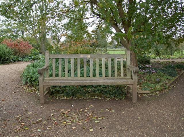 A wooden bench under a tree beside a path, with autumn leaves