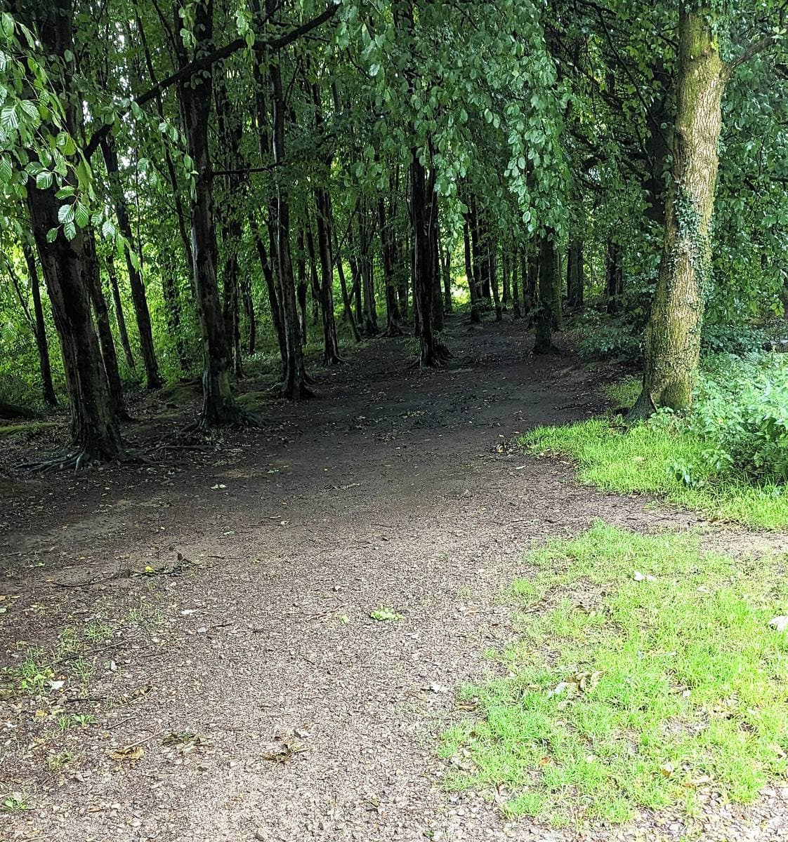 A path leading into tall trees in a green forest