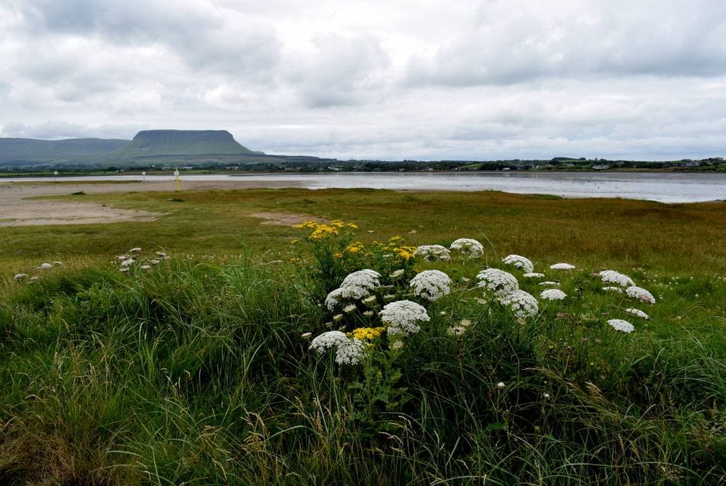 Dune grass and white flowers in the foreground, a flat estuary, and the table-topped mountain of Ben Bulben beyond