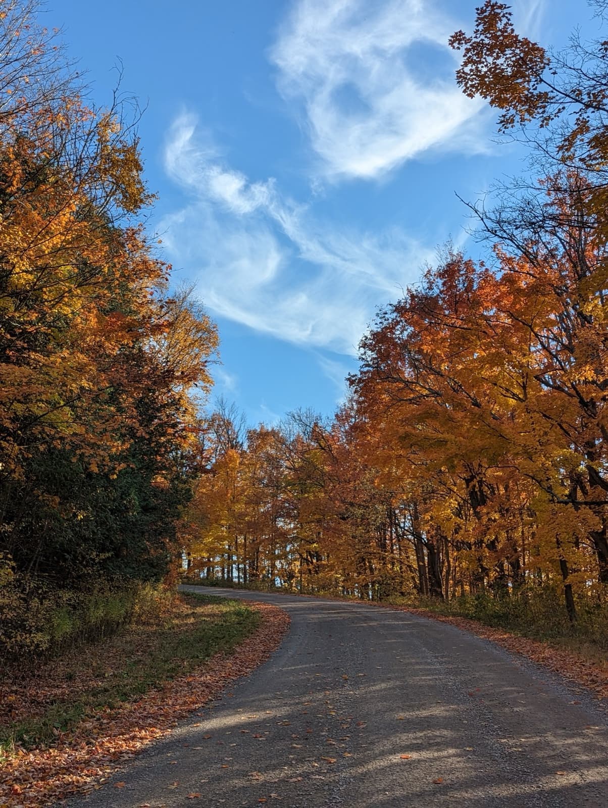 A quiet country road under orange and yellow autumn trees in Mono, Ontario