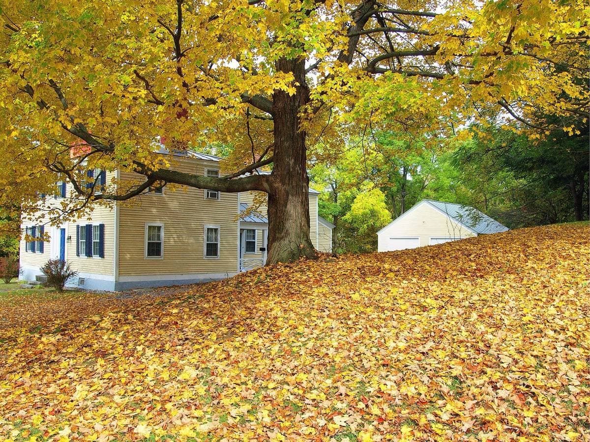 A pale wooden house under a maple tree, the ground thick with yellow leaves