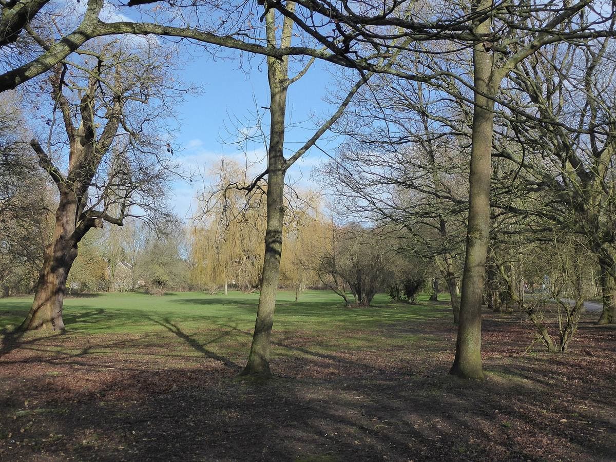 Bare trees and grass in Swakeleys Park in winter sun