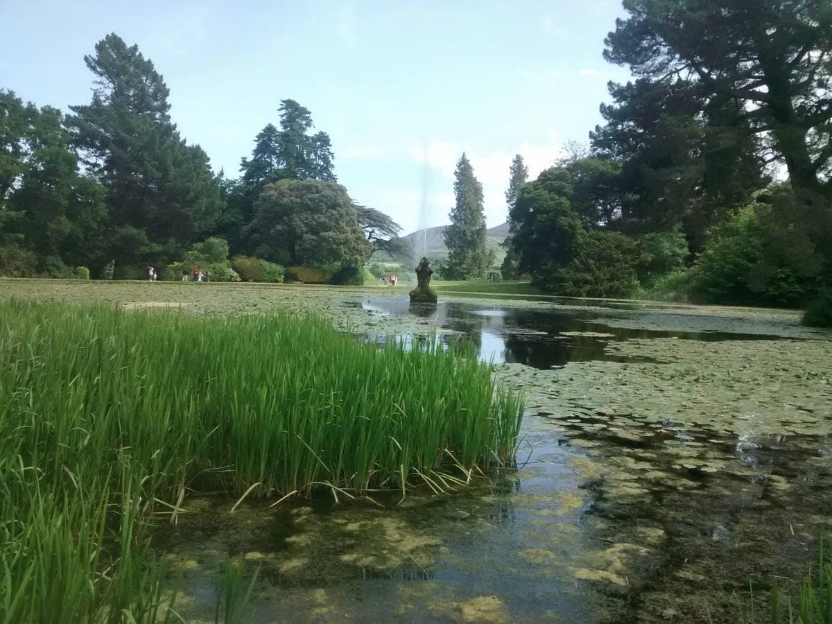 A lake with reeds and water lilies, tall trees behind