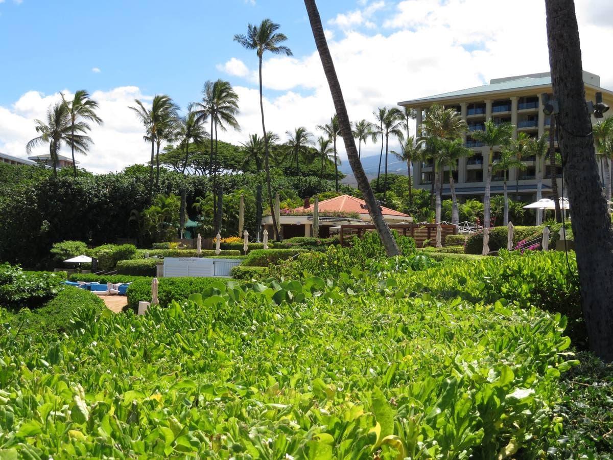 Low white resort buildings among palms and a lawn of beach naupaka, under a bright blue sky