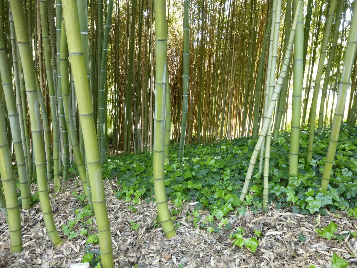 Tall green bamboo stems in dappled light