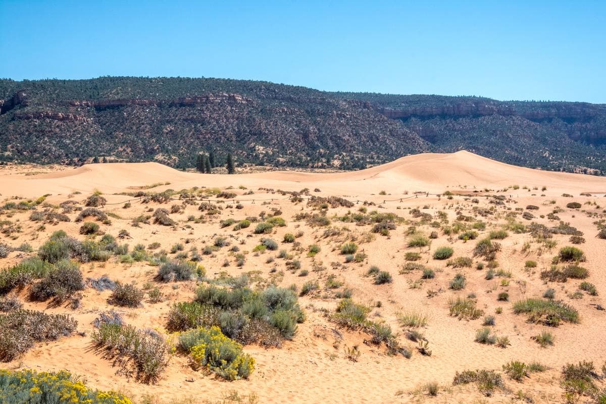 Pink sand dunes with scrub under a wooded ridge
