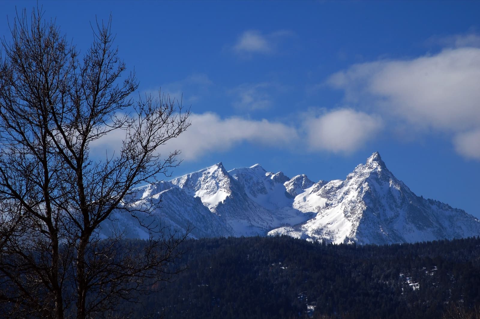 A jagged snow-covered peak against a deep blue sky, dark forest and a bare tree in front