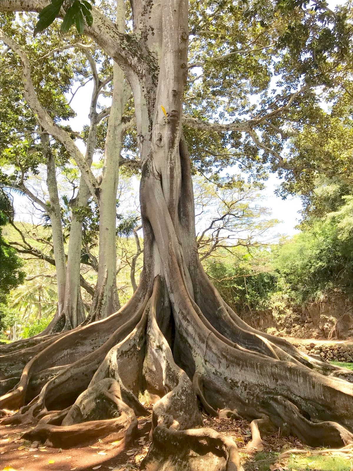 A Moreton Bay fig with huge buttress roots spreading over the ground
