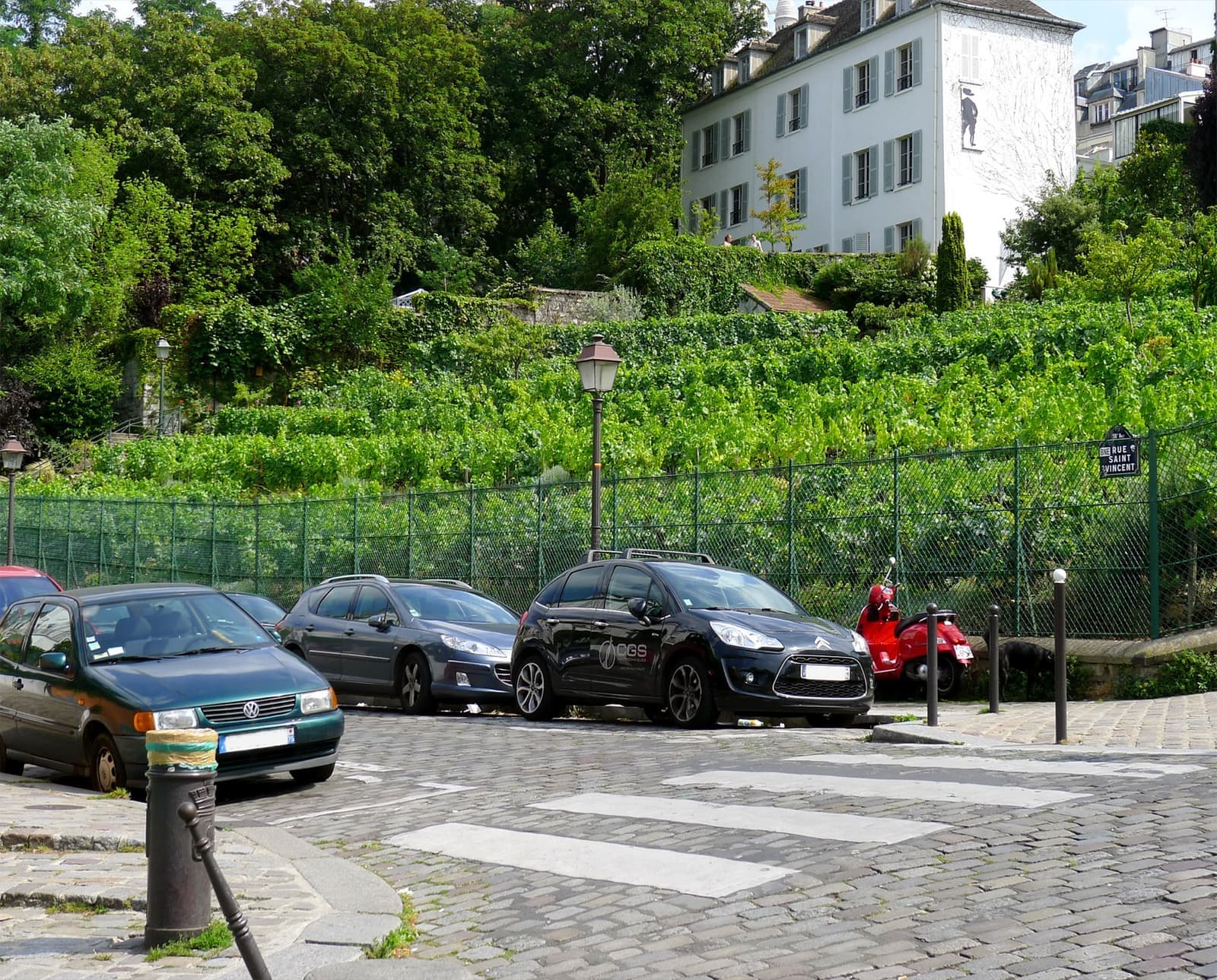 Rows of vines on a slope behind a railing, above a cobbled crossroads