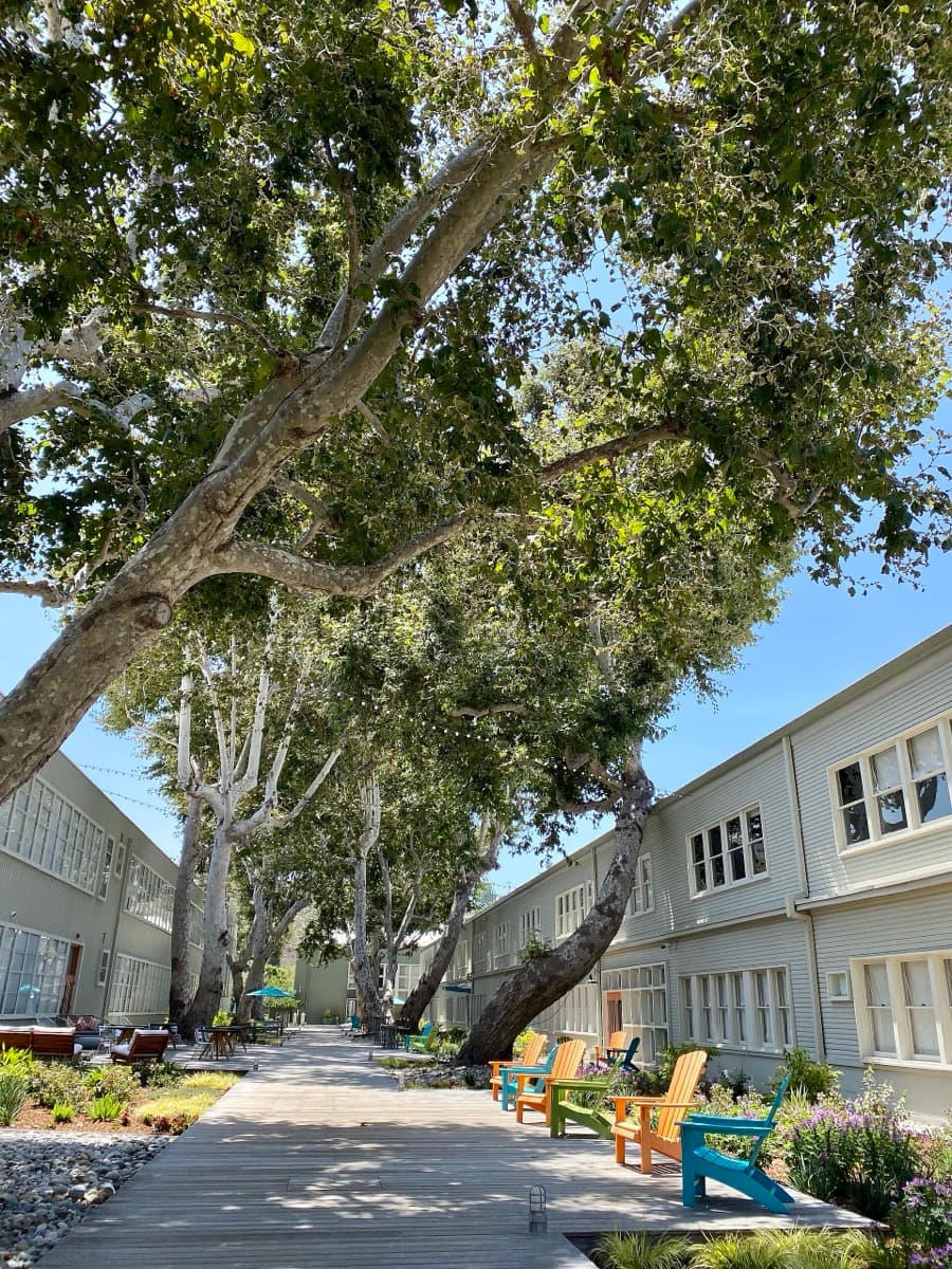Large sycamore trees beside low office buildings on a business campus