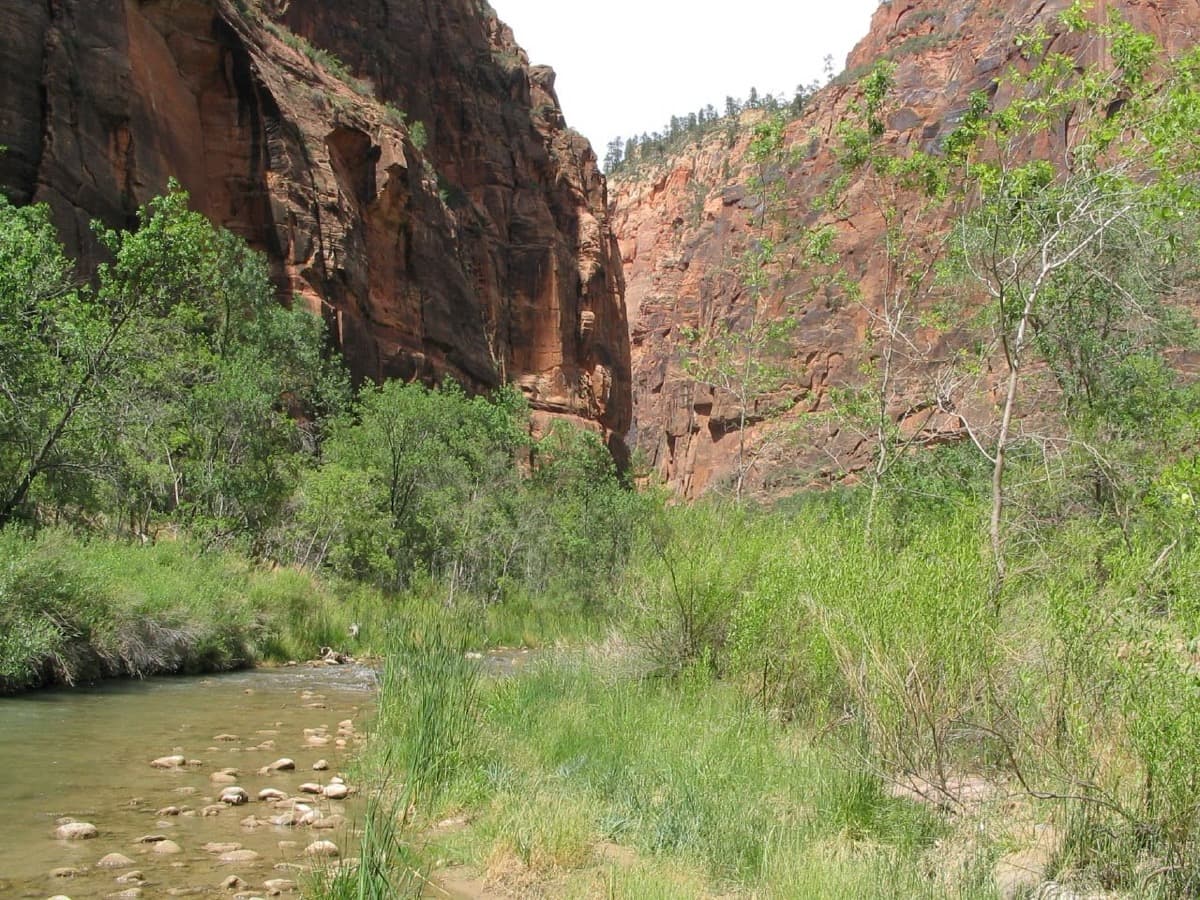 The Virgin River running through Zion Canyon beneath red sandstone walls.