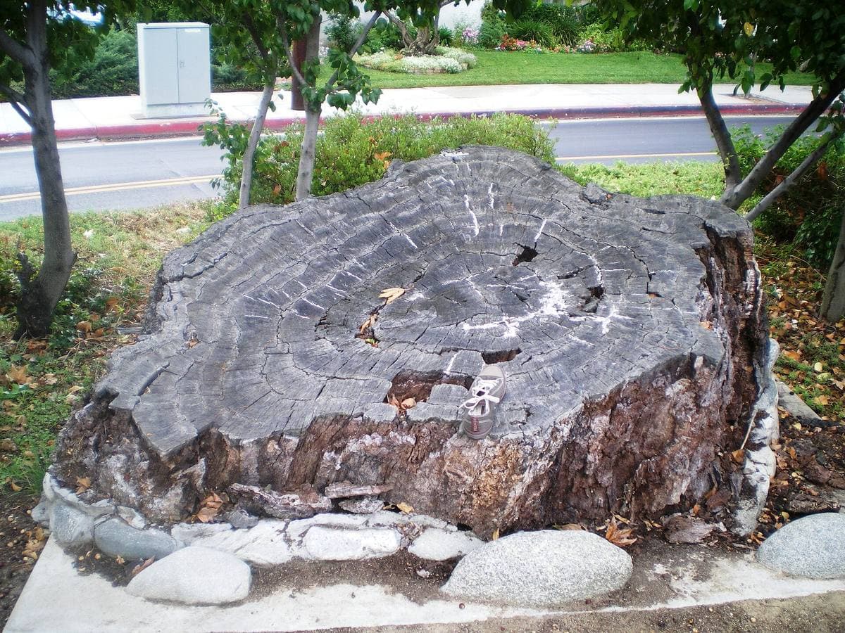 A huge old tree stump on a planted strip beside a residential street