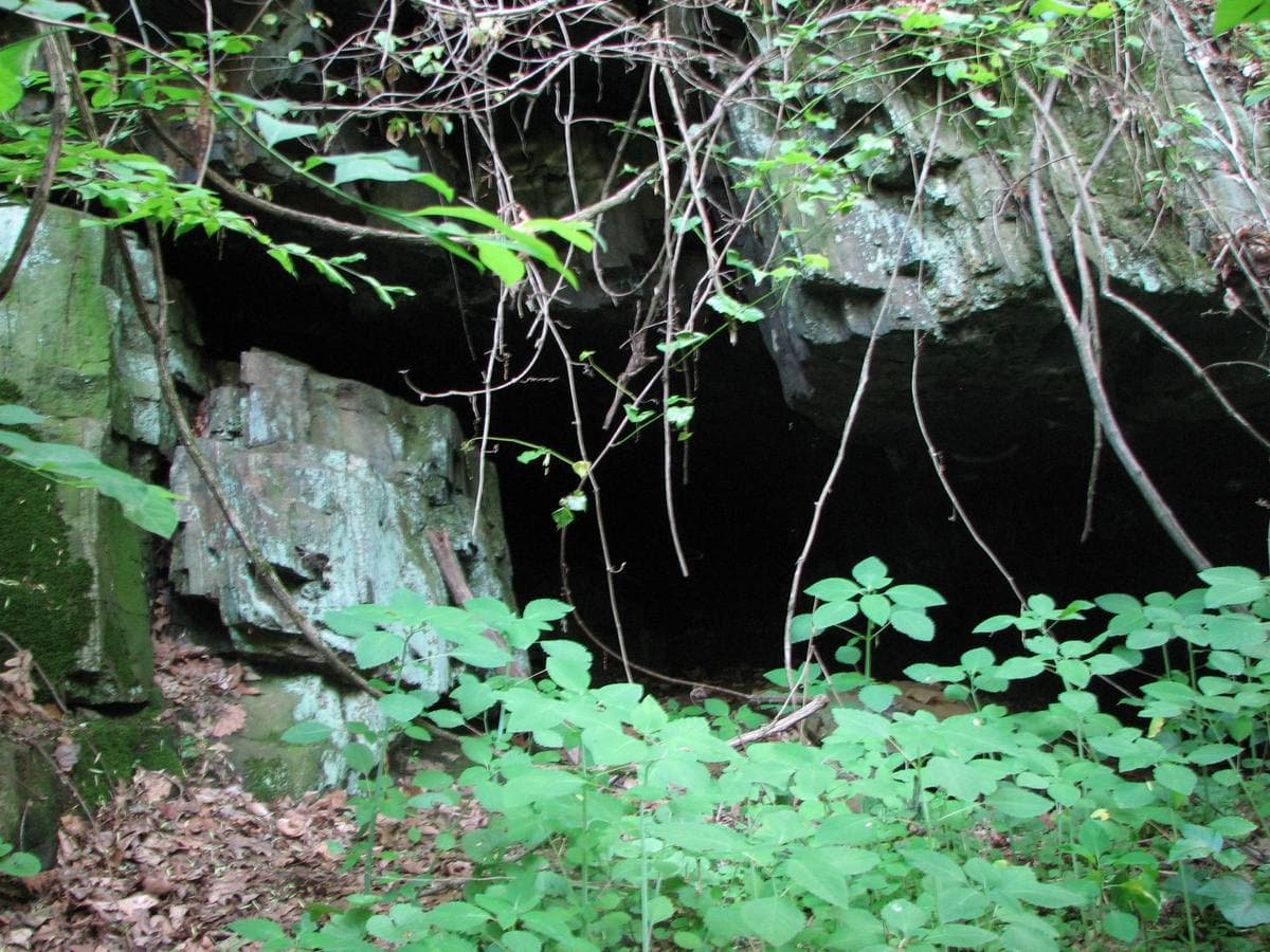 A dark opening under a mossy rock ledge, half hidden by green undergrowth