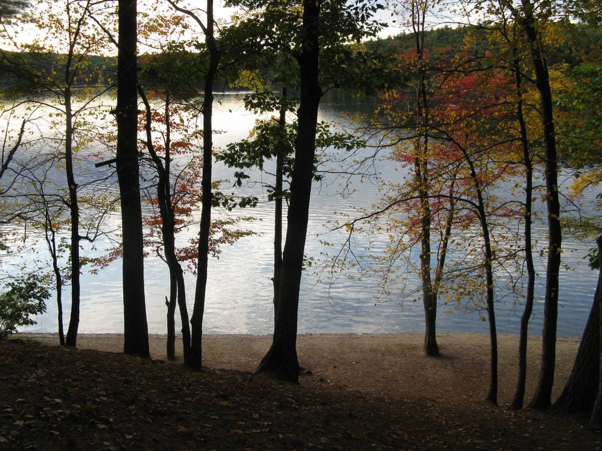 Tall trees in autumn colour along the shore of a still pond