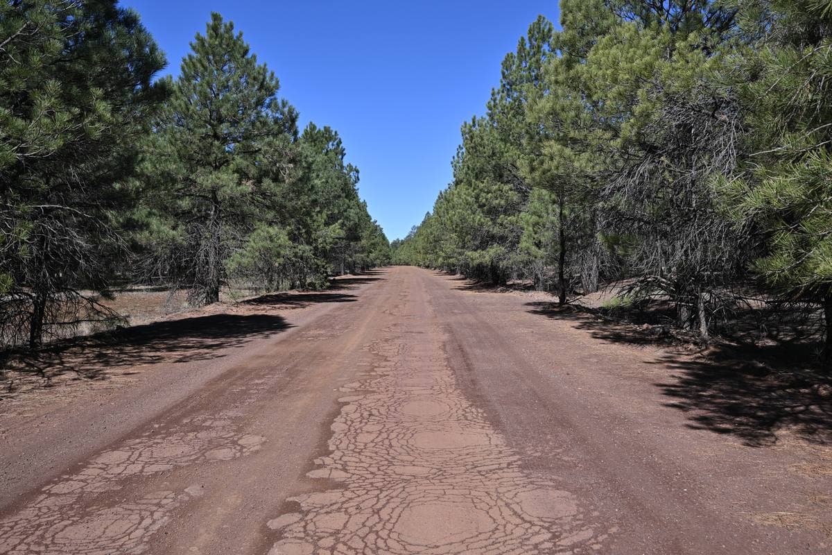 A cracked old road running straight between ponderosa pines