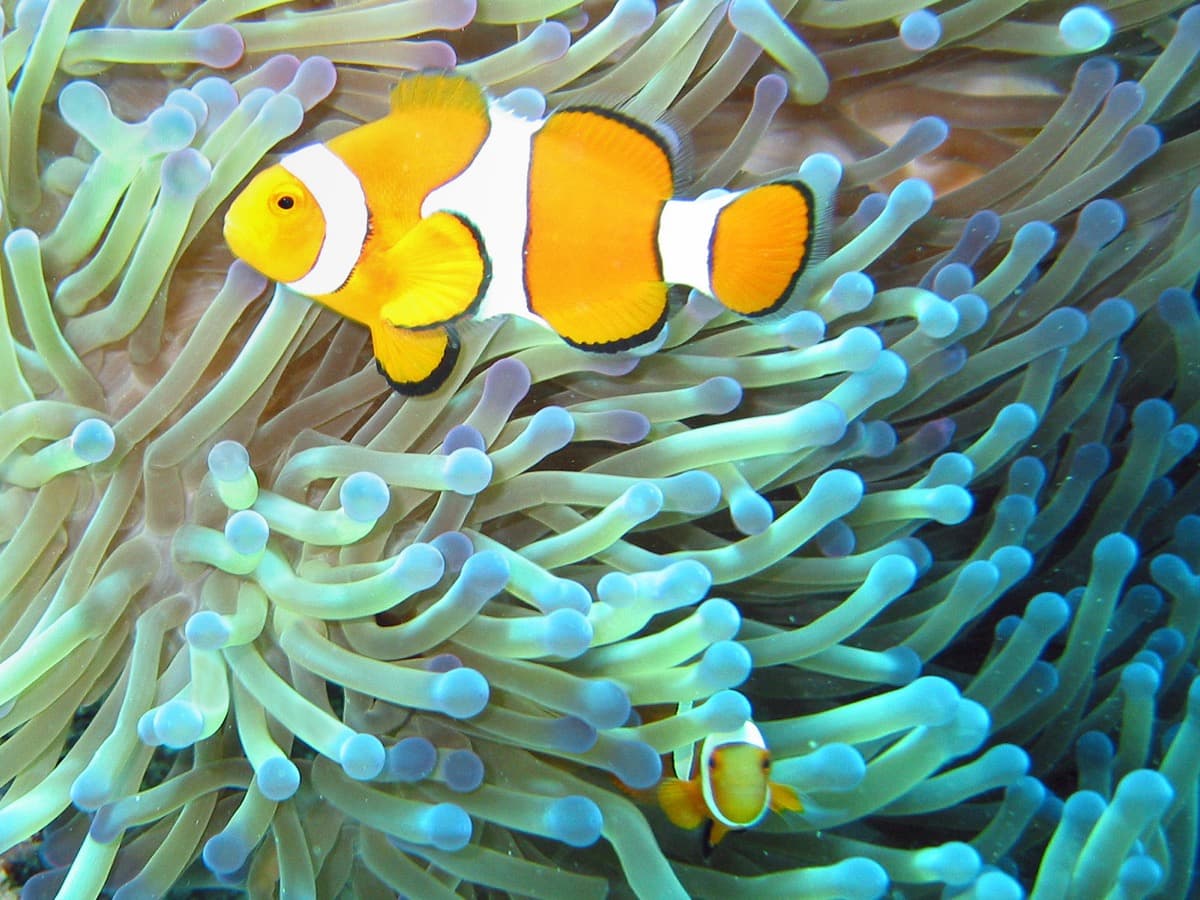 A small orange clownfish with white bands among pale anemone tentacles