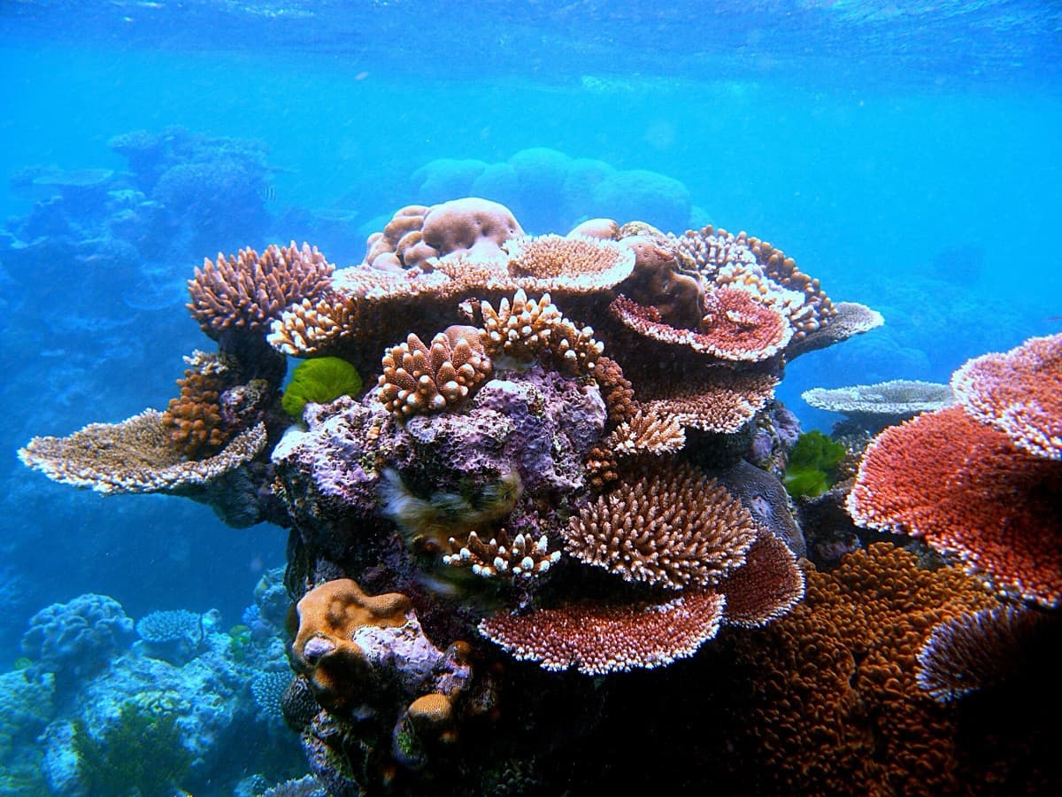 Branching corals and small fish in clear blue water