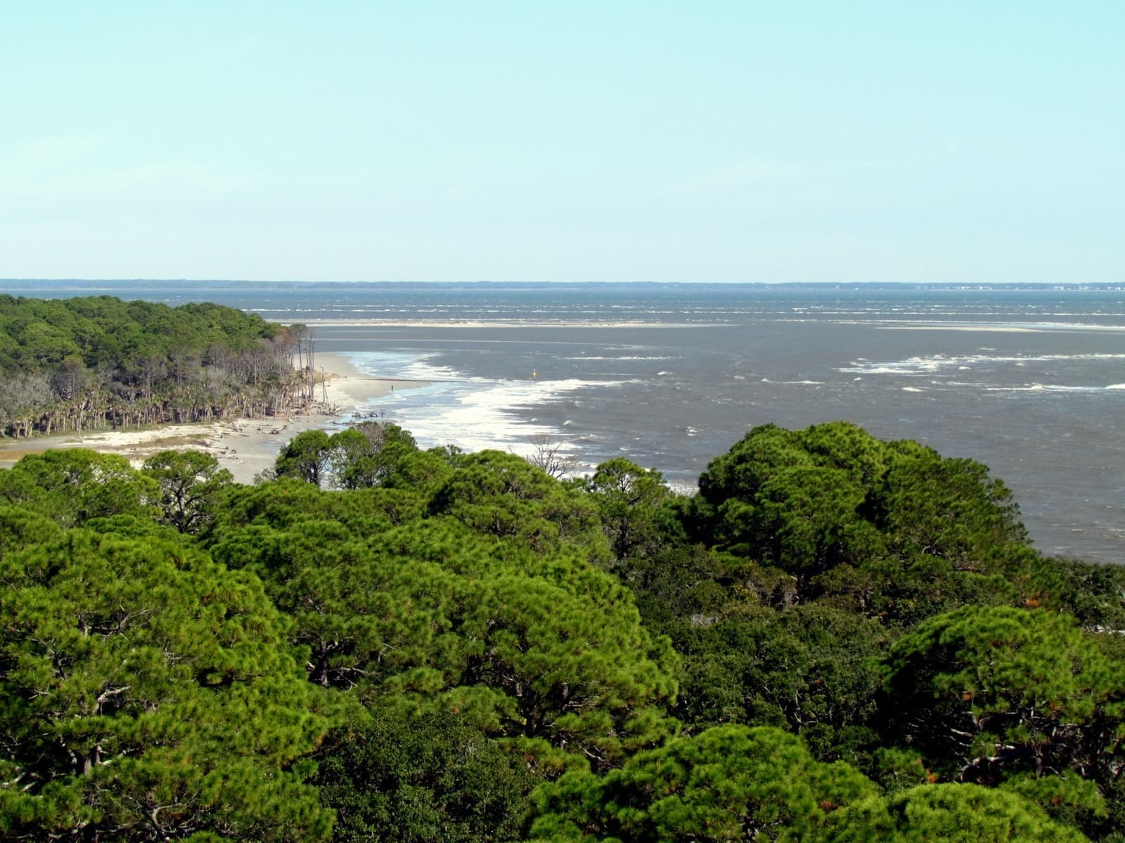 A dense green maritime forest running down to a pale beach and a grey Atlantic