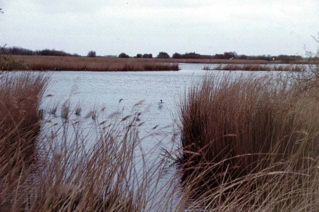 Reeds in the foreground of a broad, open water and a low wooded shore