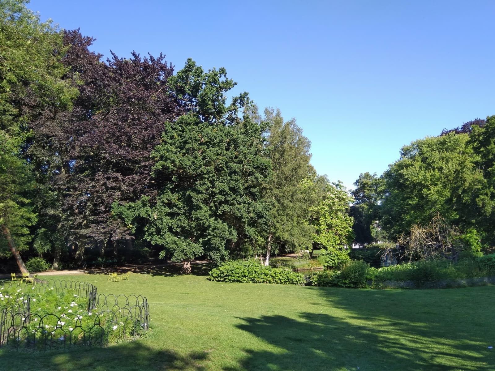 A sunny lawn ringed with tall trees in a city park