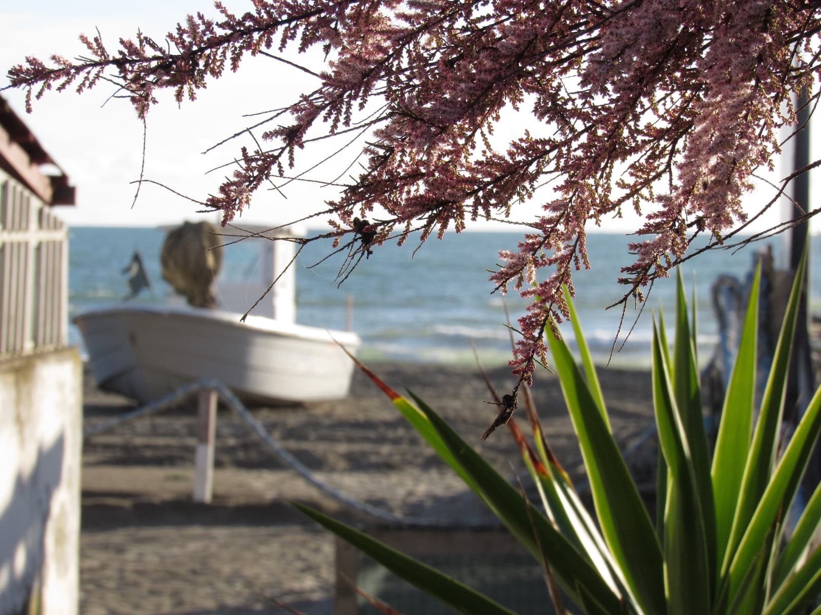 The sea seen past a fishing boat and tamarisk branches