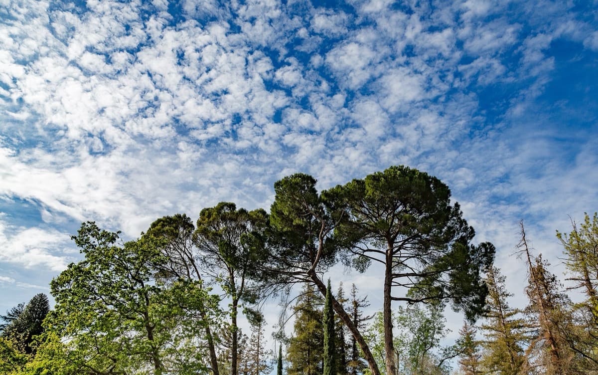 Tall trees against a blue sky in a Sacramento park