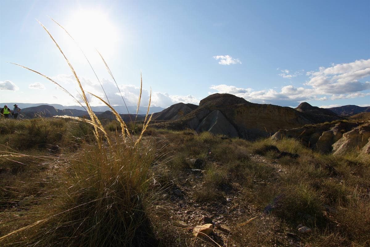 Tufts of grass on a ridge looking over eroded grey hills under a bright sky