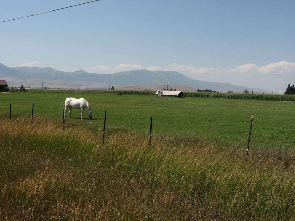 A white horse in a fenced green field, with a long blue mountain range behind