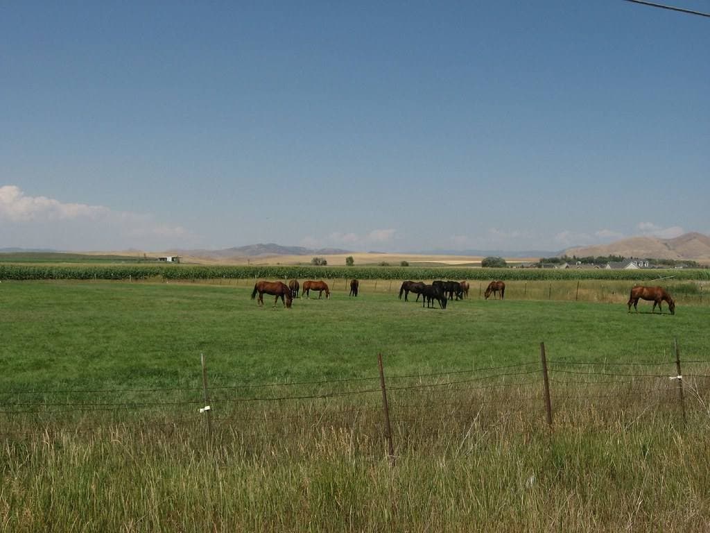 Horses grazing in a long green pasture under a pale sky