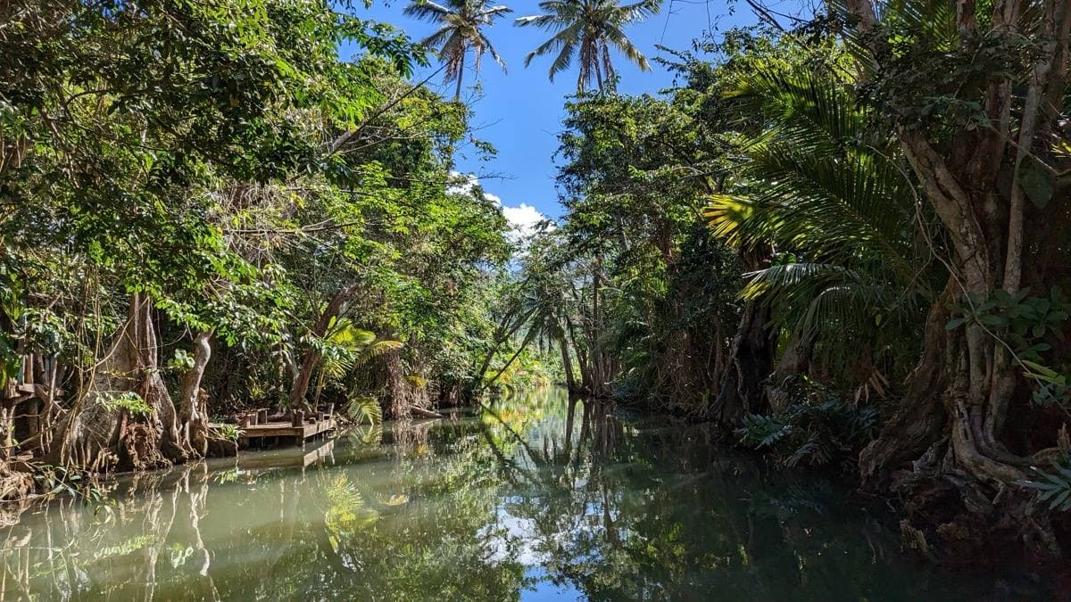 A calm river under a closing canopy of trees and twisted roots