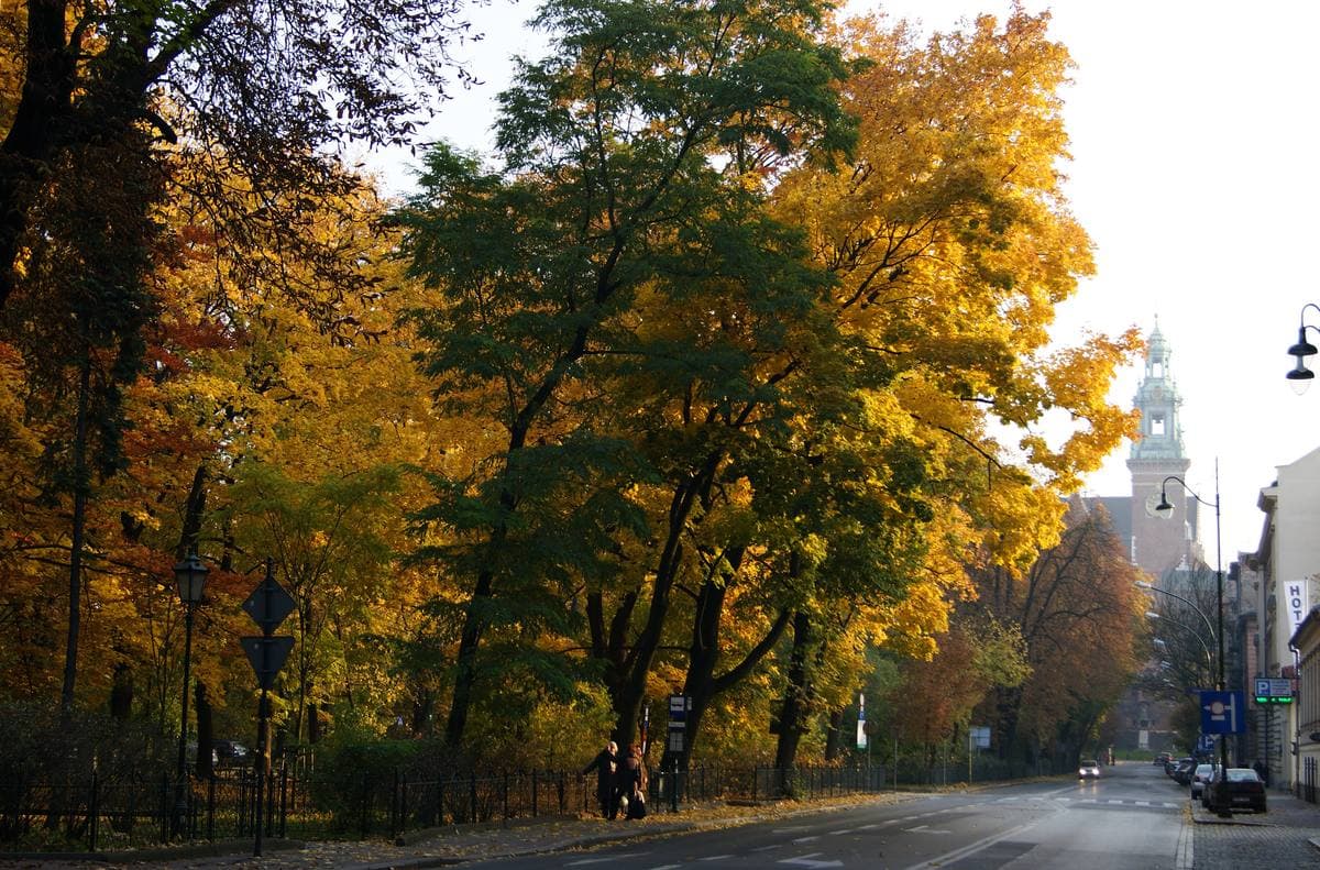 A tree-lined city street in autumn with tall old houses on one side