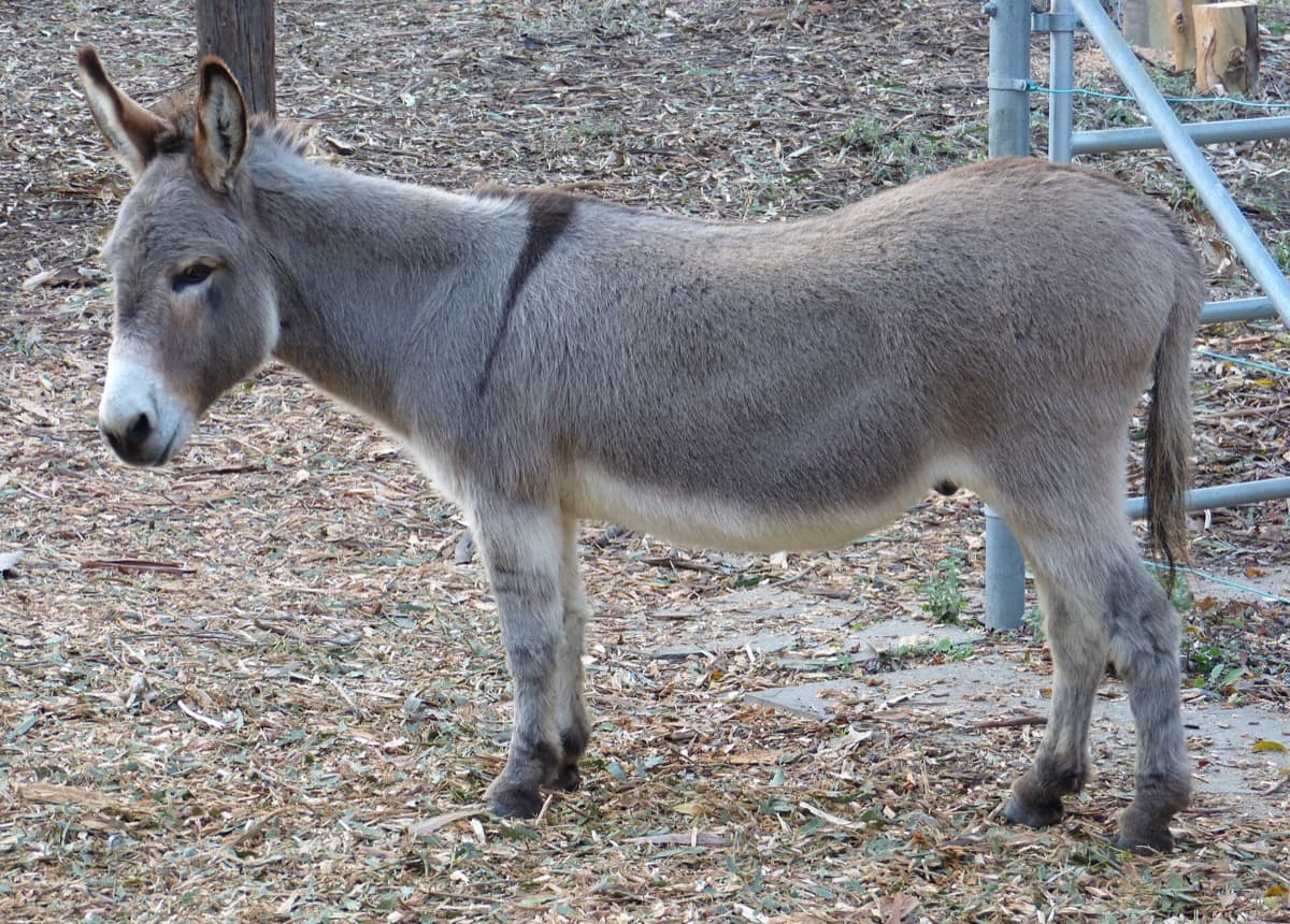 A small grey donkey standing in a paddock